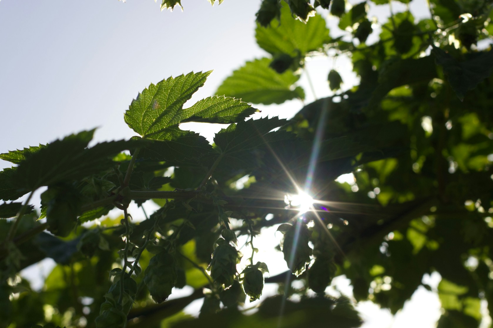 SUSTAINABILITY